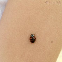 Harlequin Ladybird